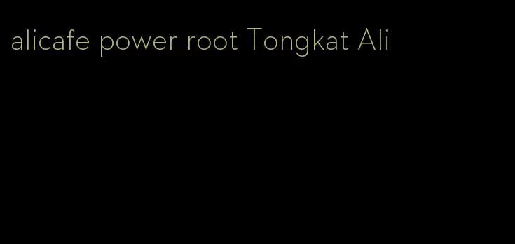 alicafe power root Tongkat Ali