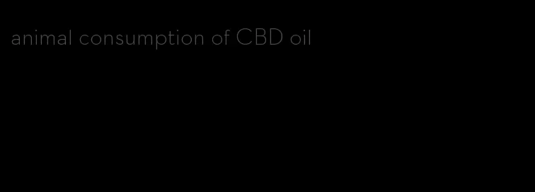animal consumption of CBD oil