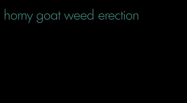 horny goat weed erection