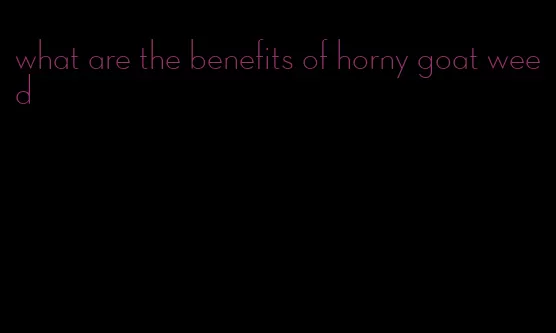 what are the benefits of horny goat weed